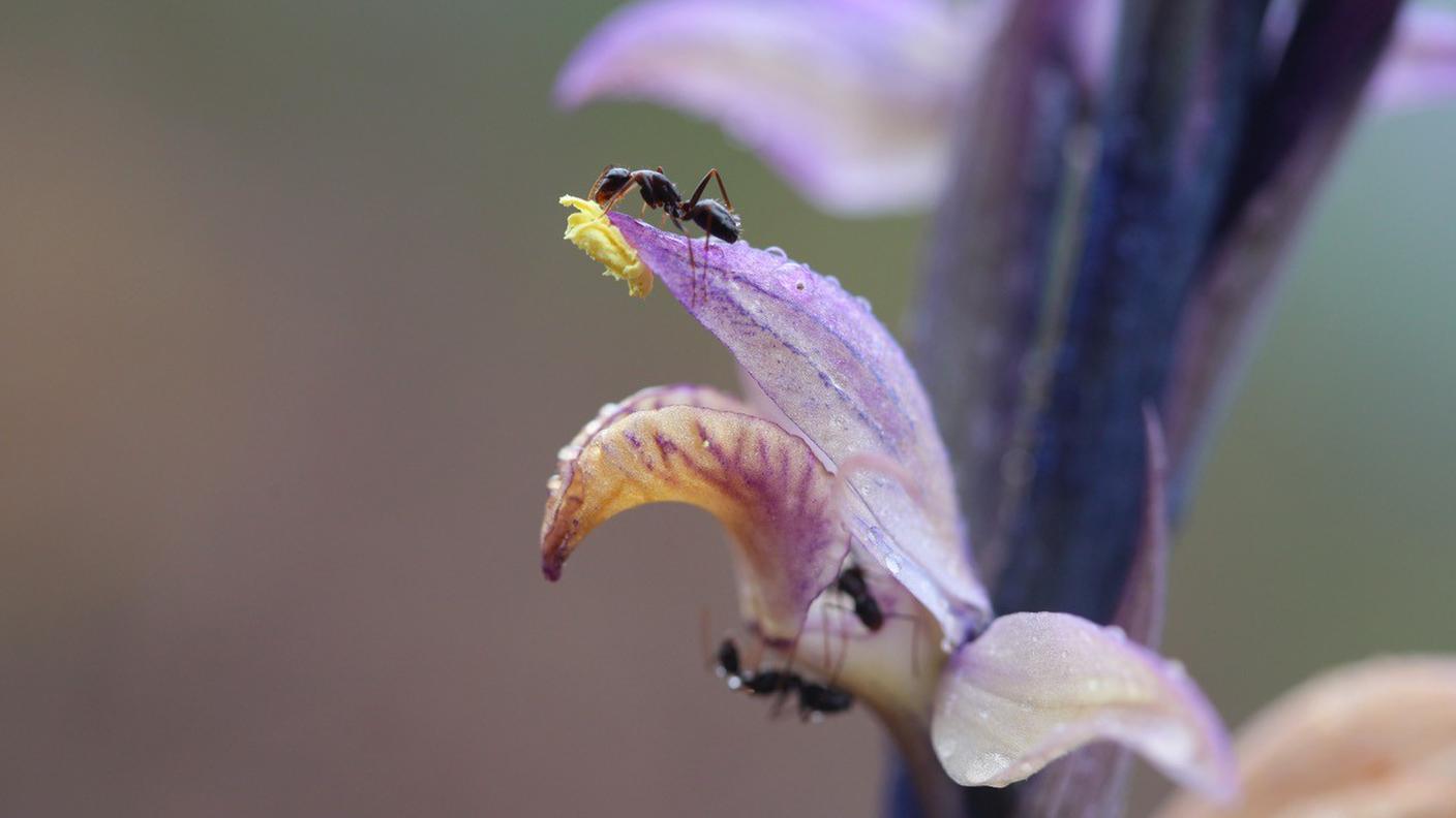 Pro Natura Insieme