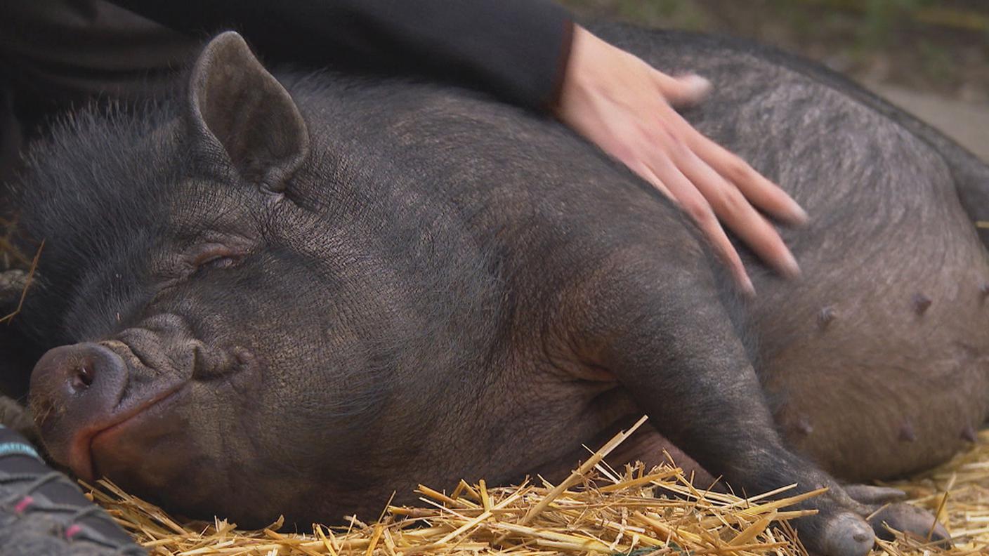 INSIEME TIERSCHUTZHEIM