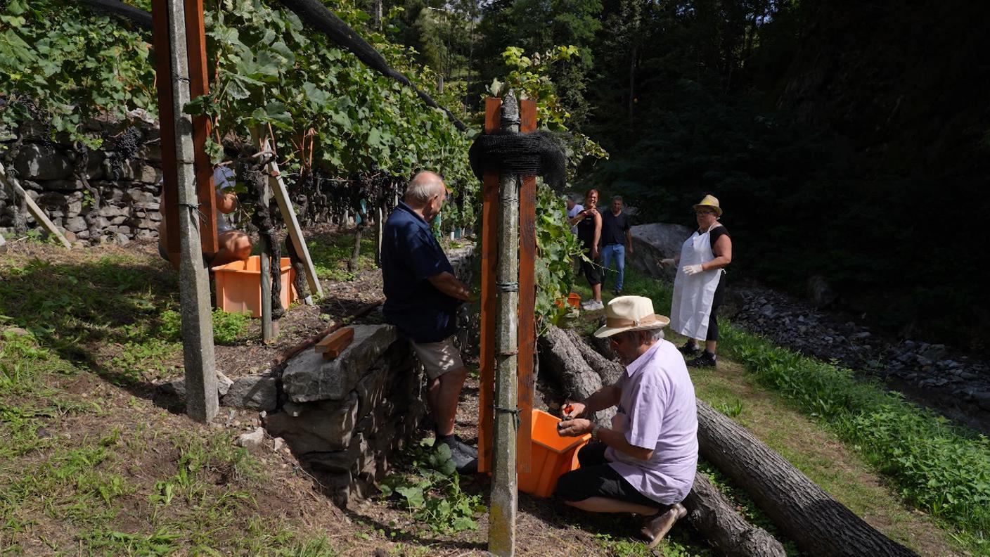foto vendemmia