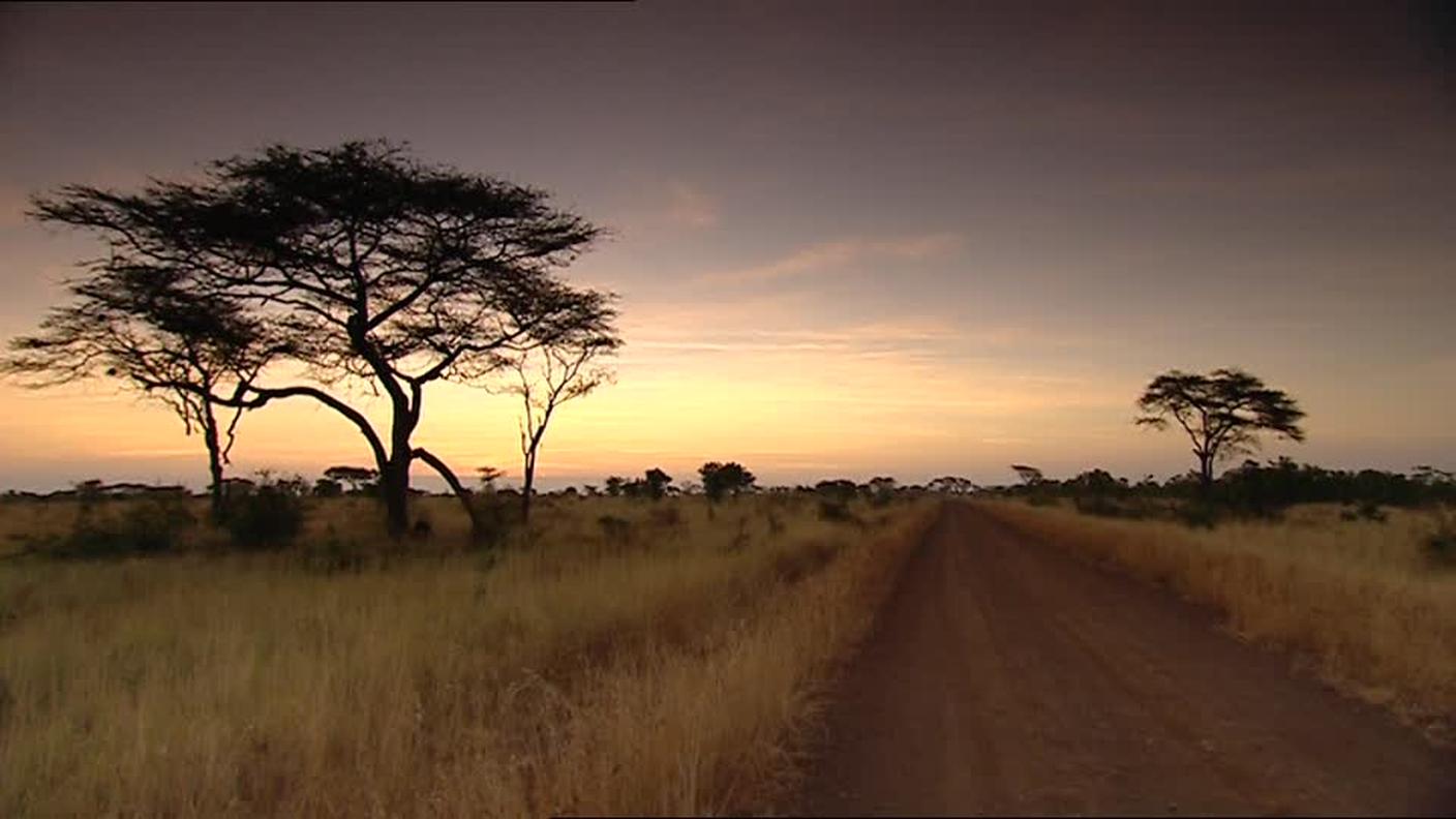 Alba nella savana