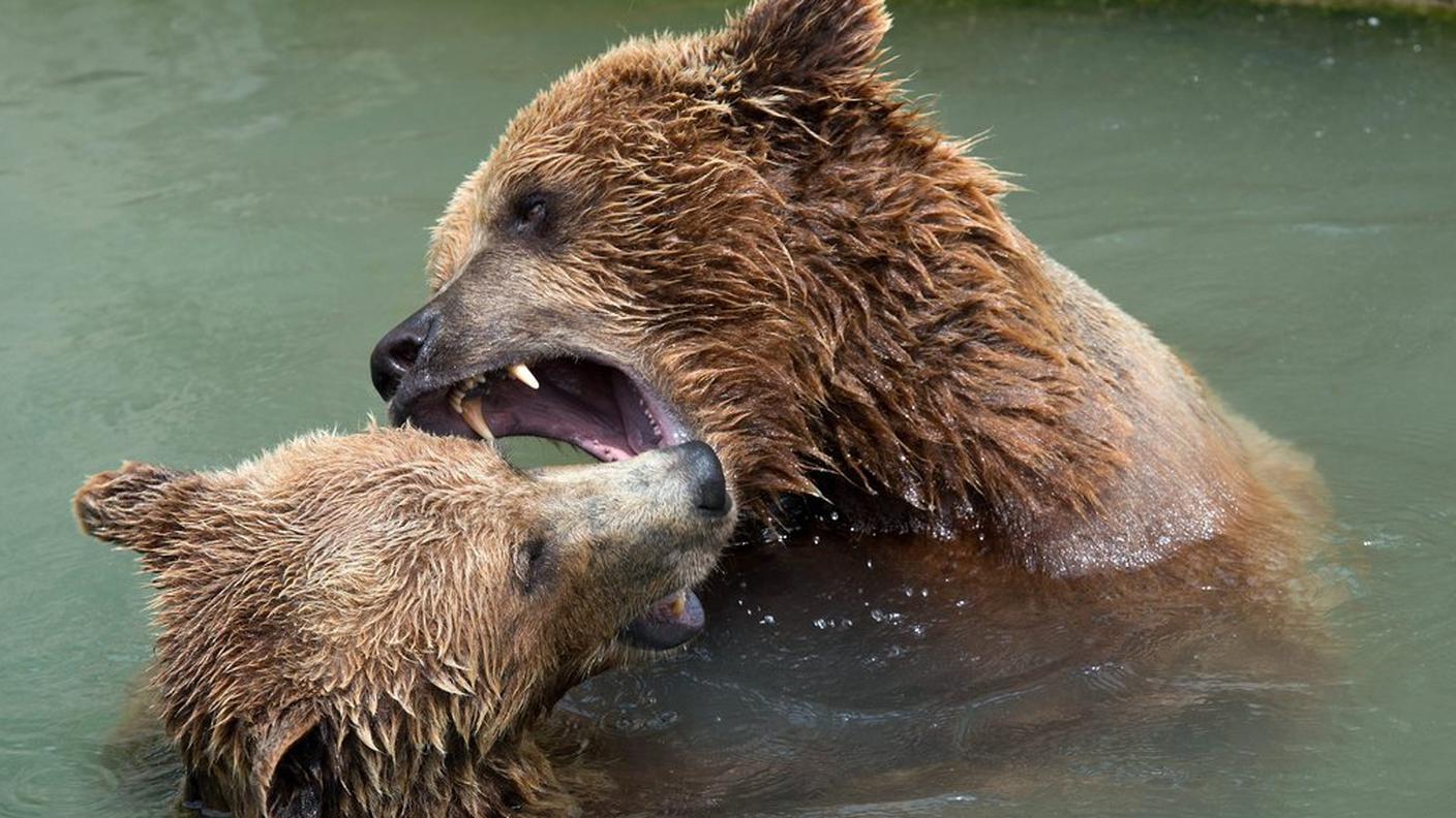Orso acqua ky.JPG