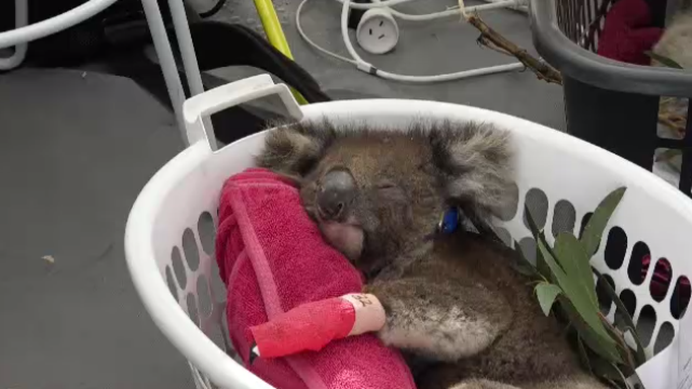 Falò koala