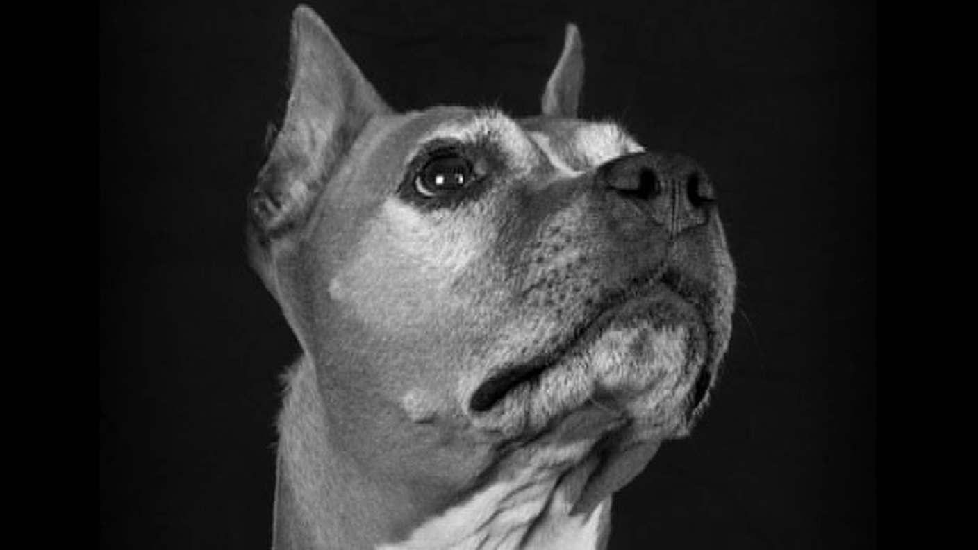 Falò-Quando Fido invecchia