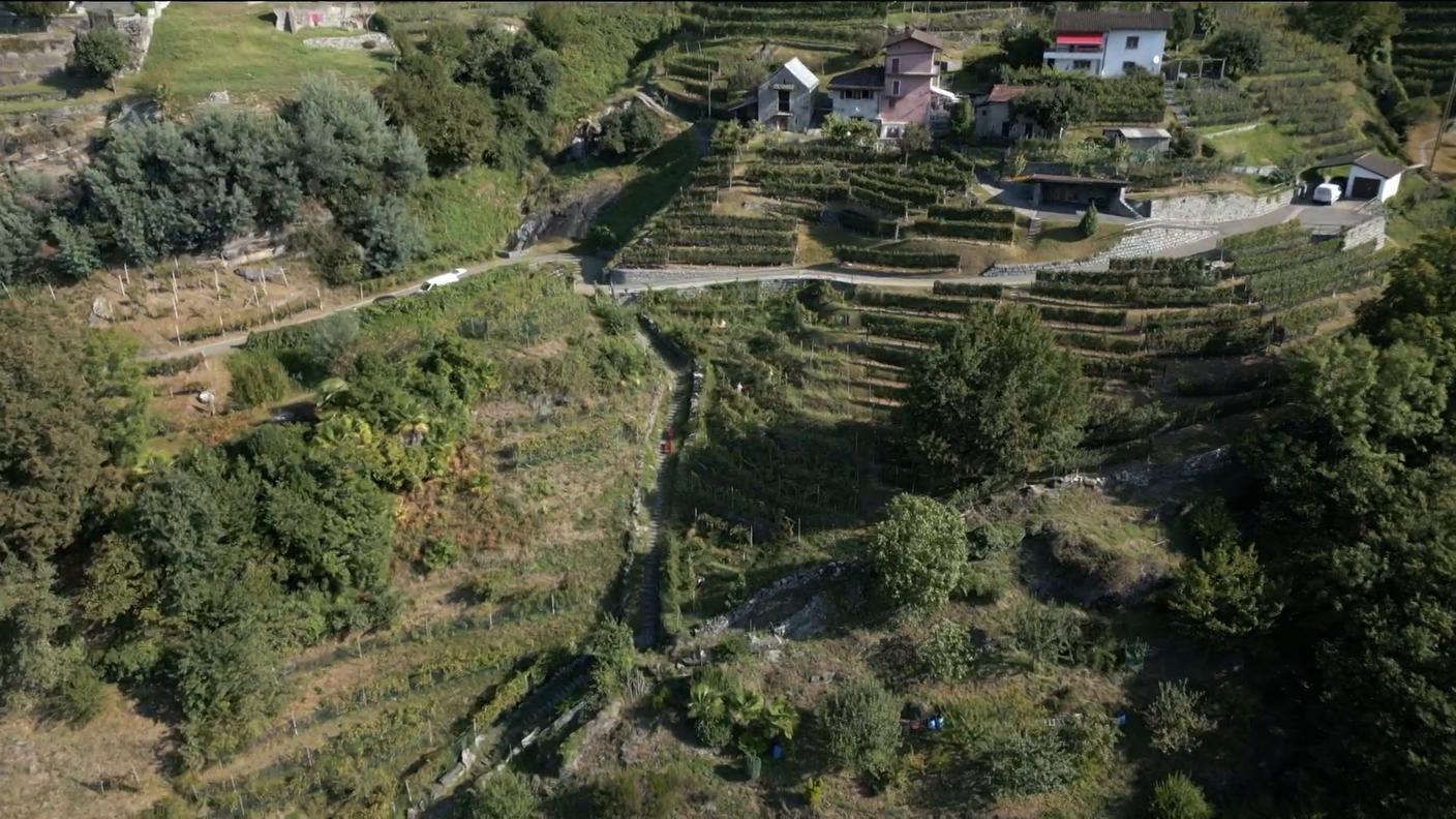 Bondola