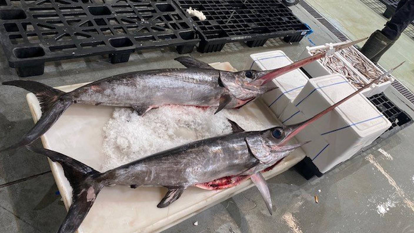 Pesce di mare
