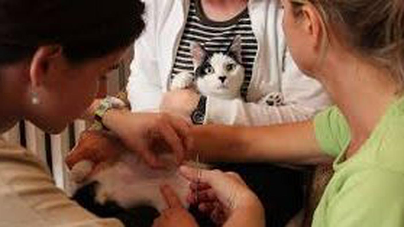 veterinario.JPG