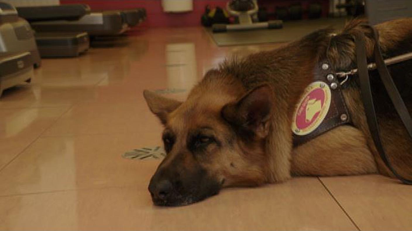 Falò Cane guida