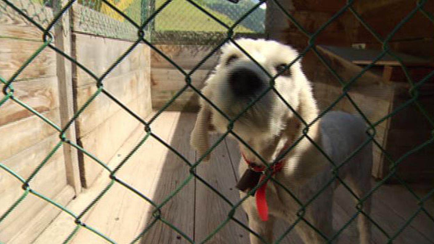 Diritti degli animali