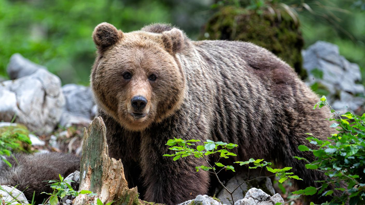 Orso