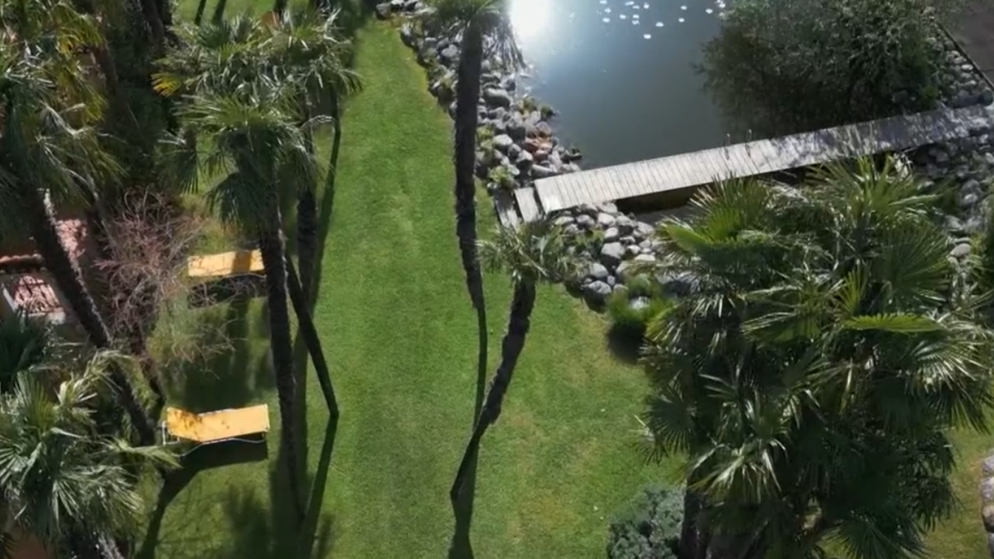 palme.png