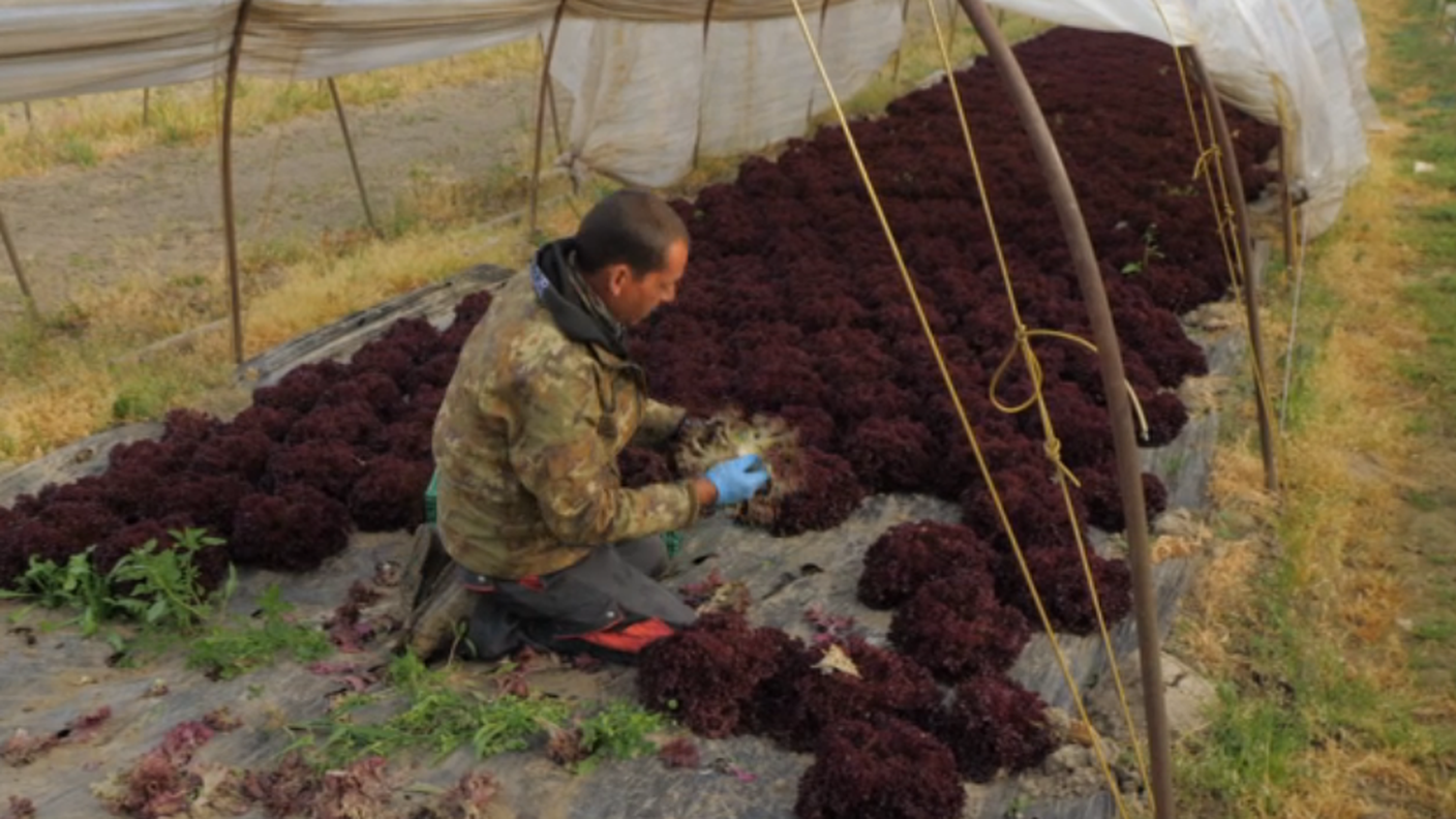 Falò Coronavirus Agricoltura