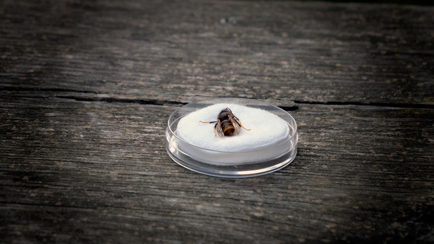 Falo popillia velutina1 (1).jpg