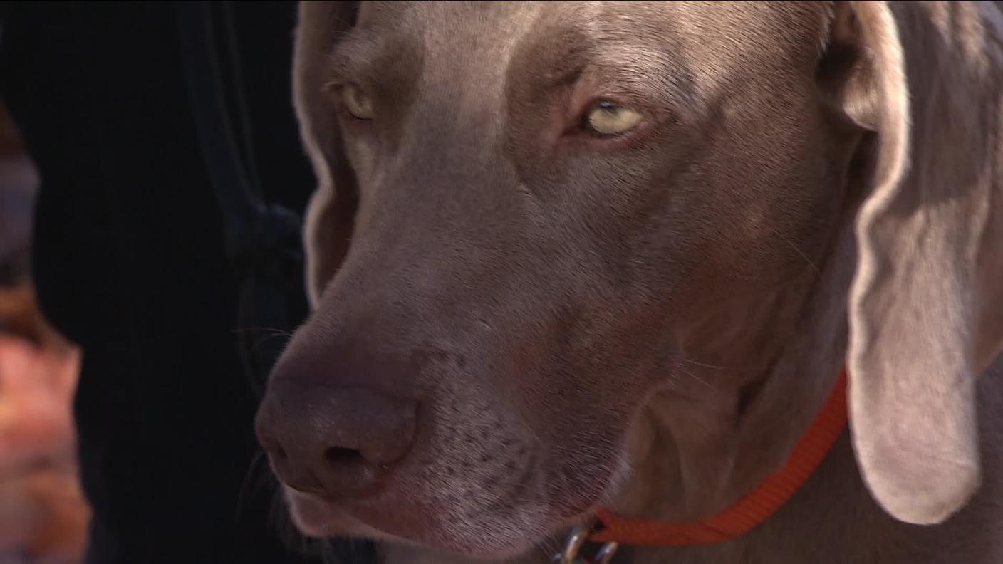Cane Joey.jpg