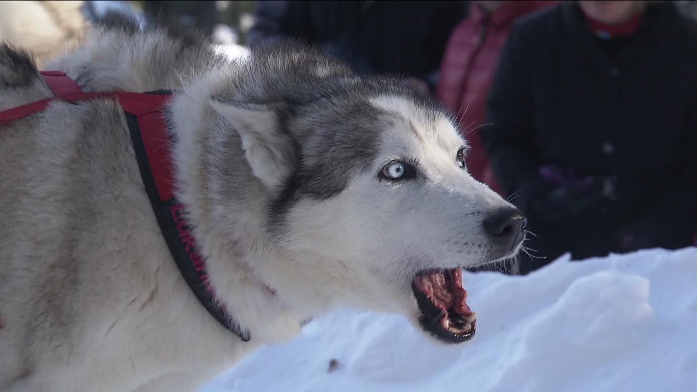 Husky_1.jpg