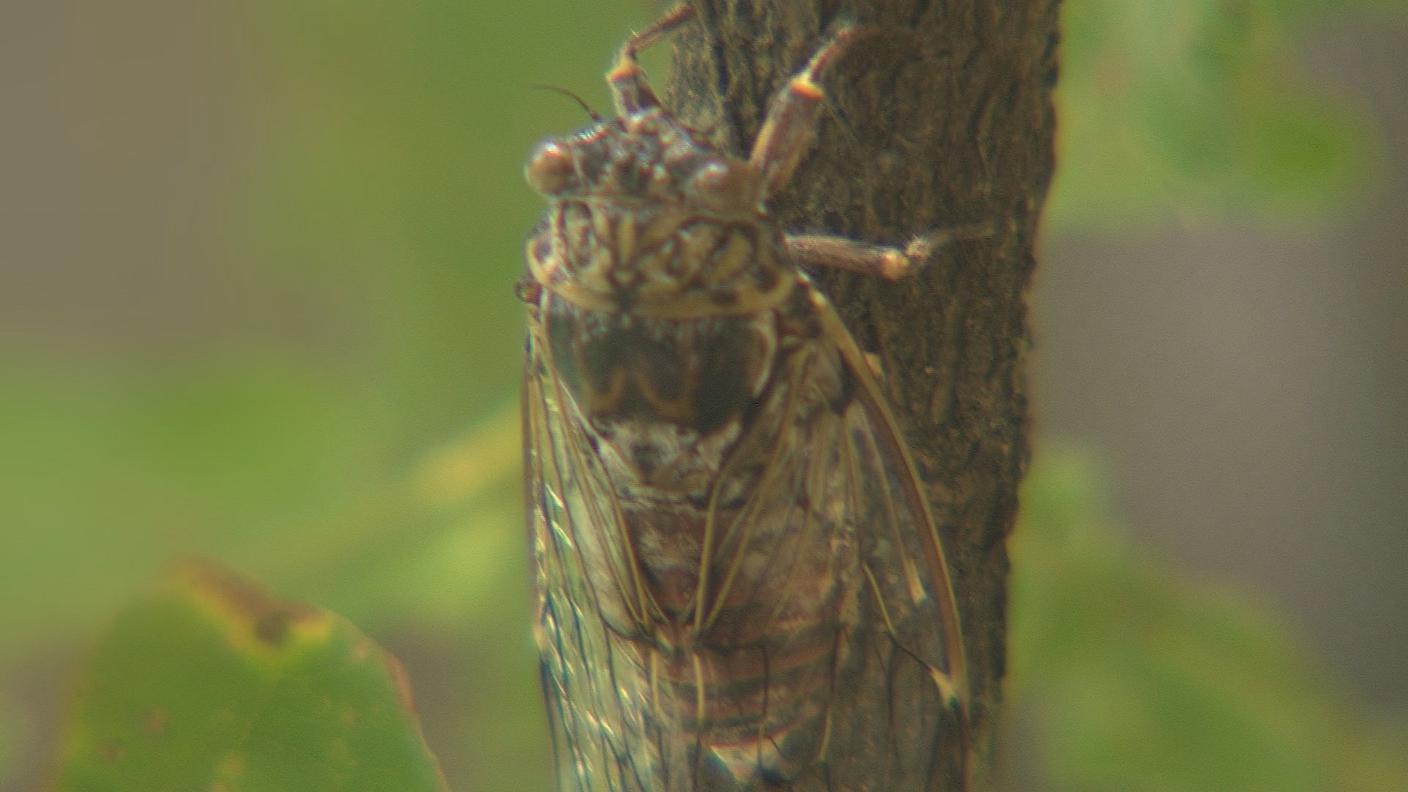 CICALA.JPG