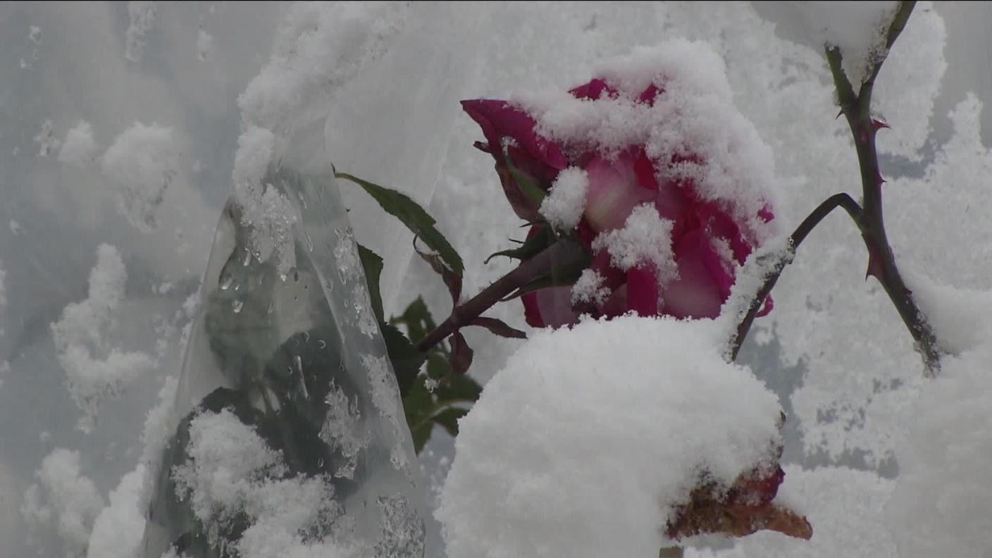Rosa sotto la neve