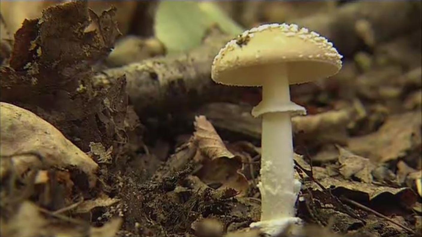 funghi.JPG