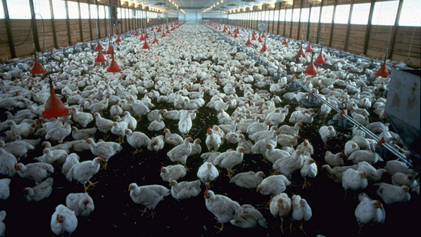 Broiler_house allevamento intensivo industriale polli
