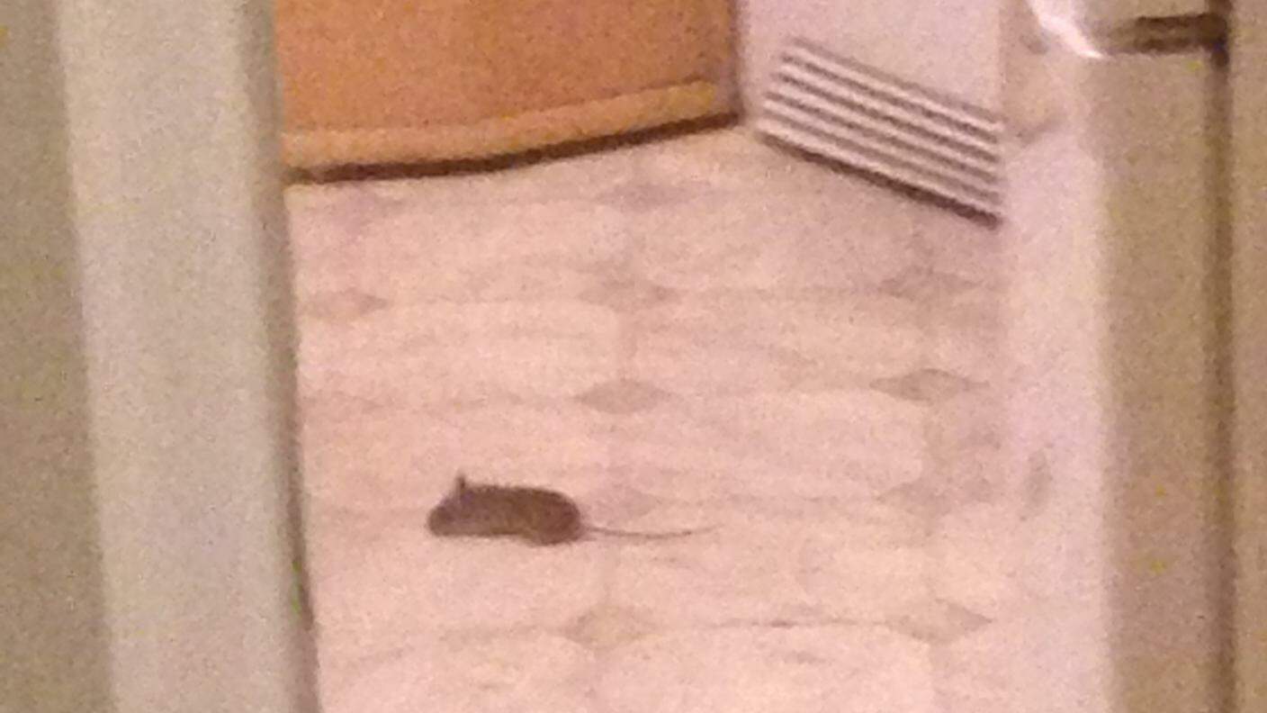Un topo in cucina