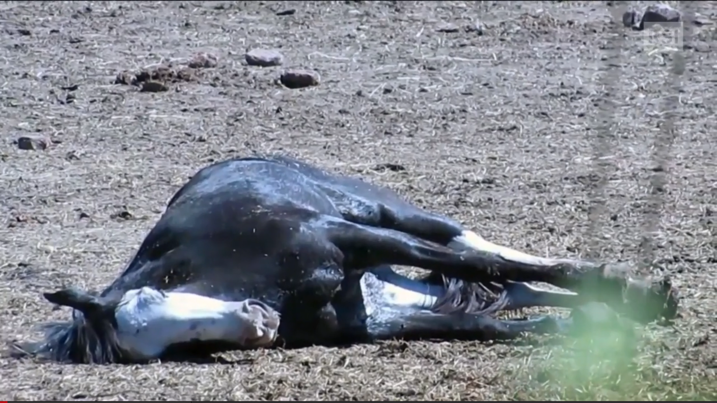 cavallo da macello sud america argentina