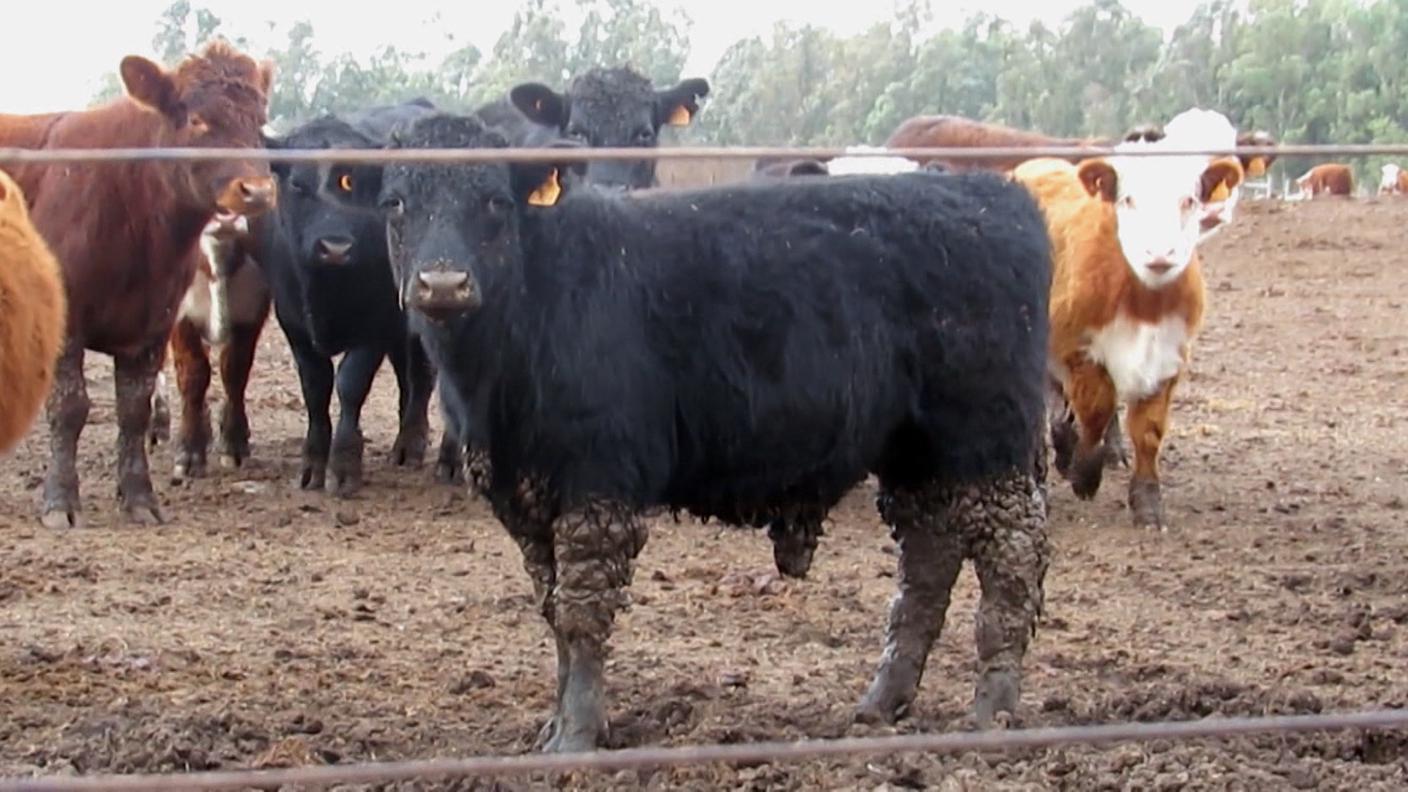 carne bovina