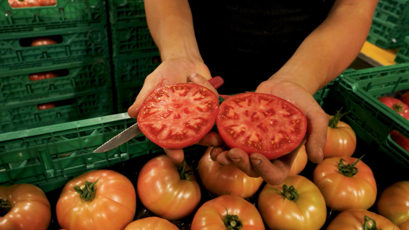 Pomodoro bello
