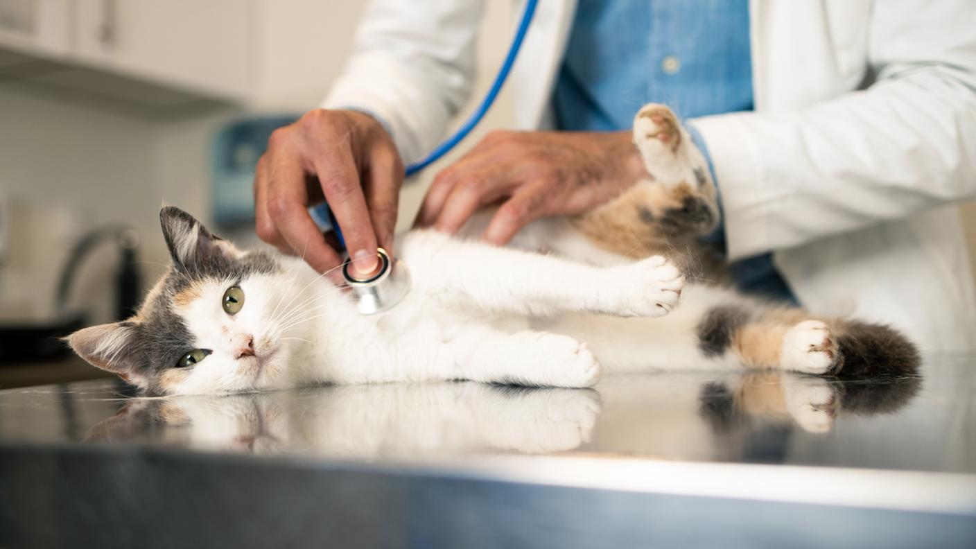 Una visita veterinaria