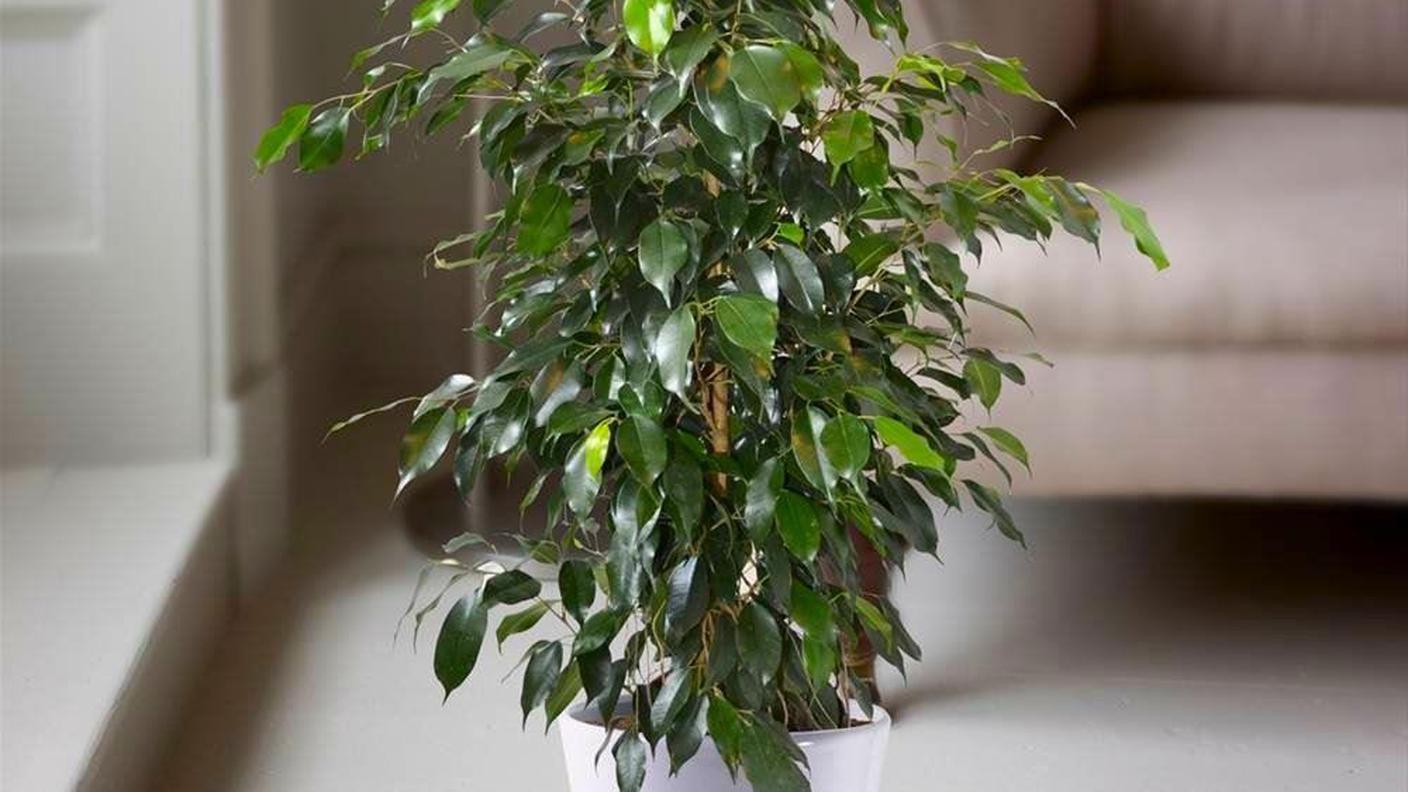 Ficus benjamina