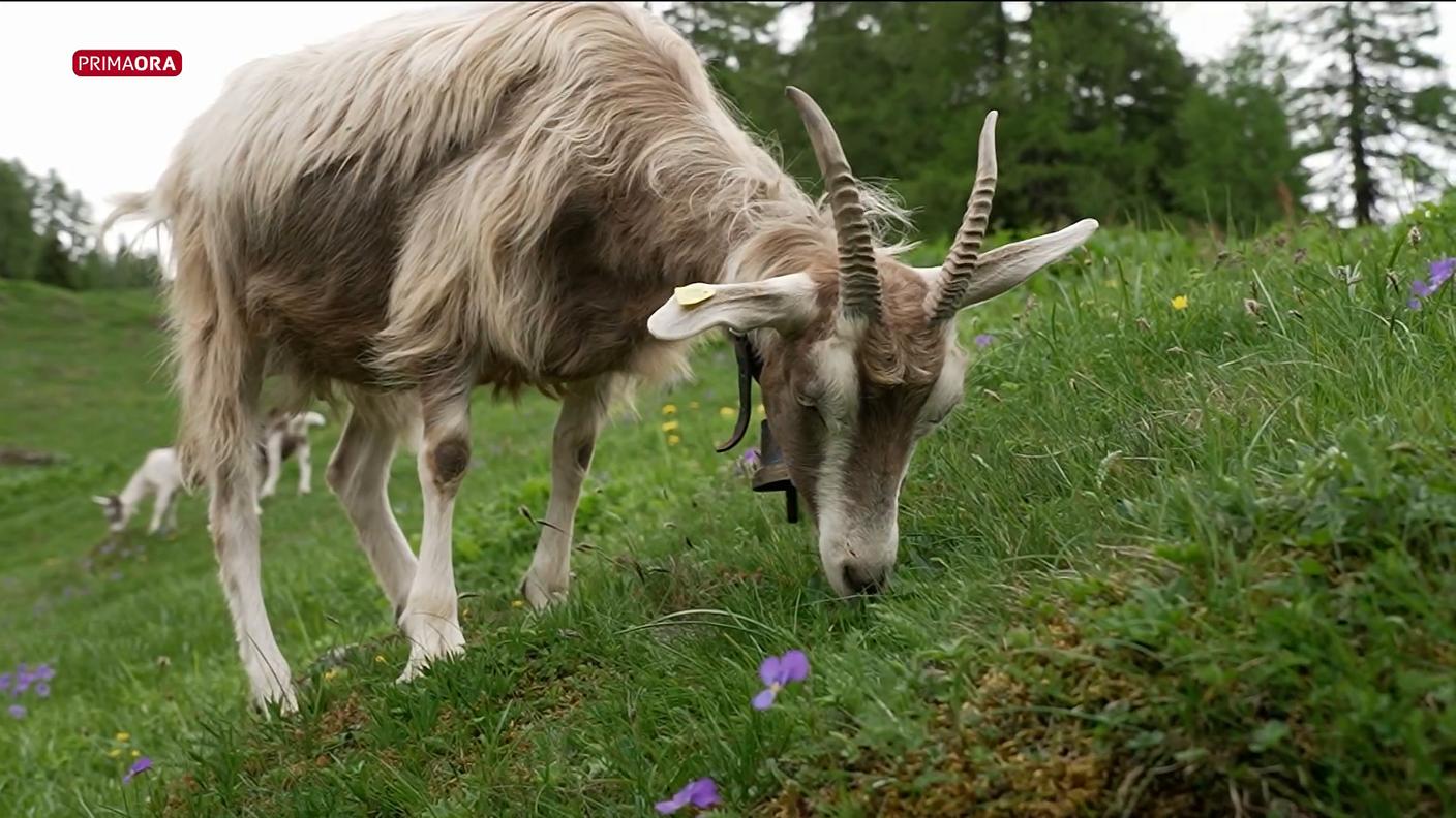 la1_1776787525000_rsi:mam:video:7bf4b74ba4c05802a00590eafdc5b790