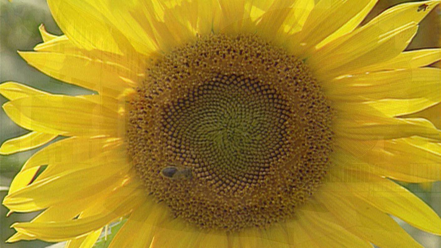 TG GIRASOLE.JPG
