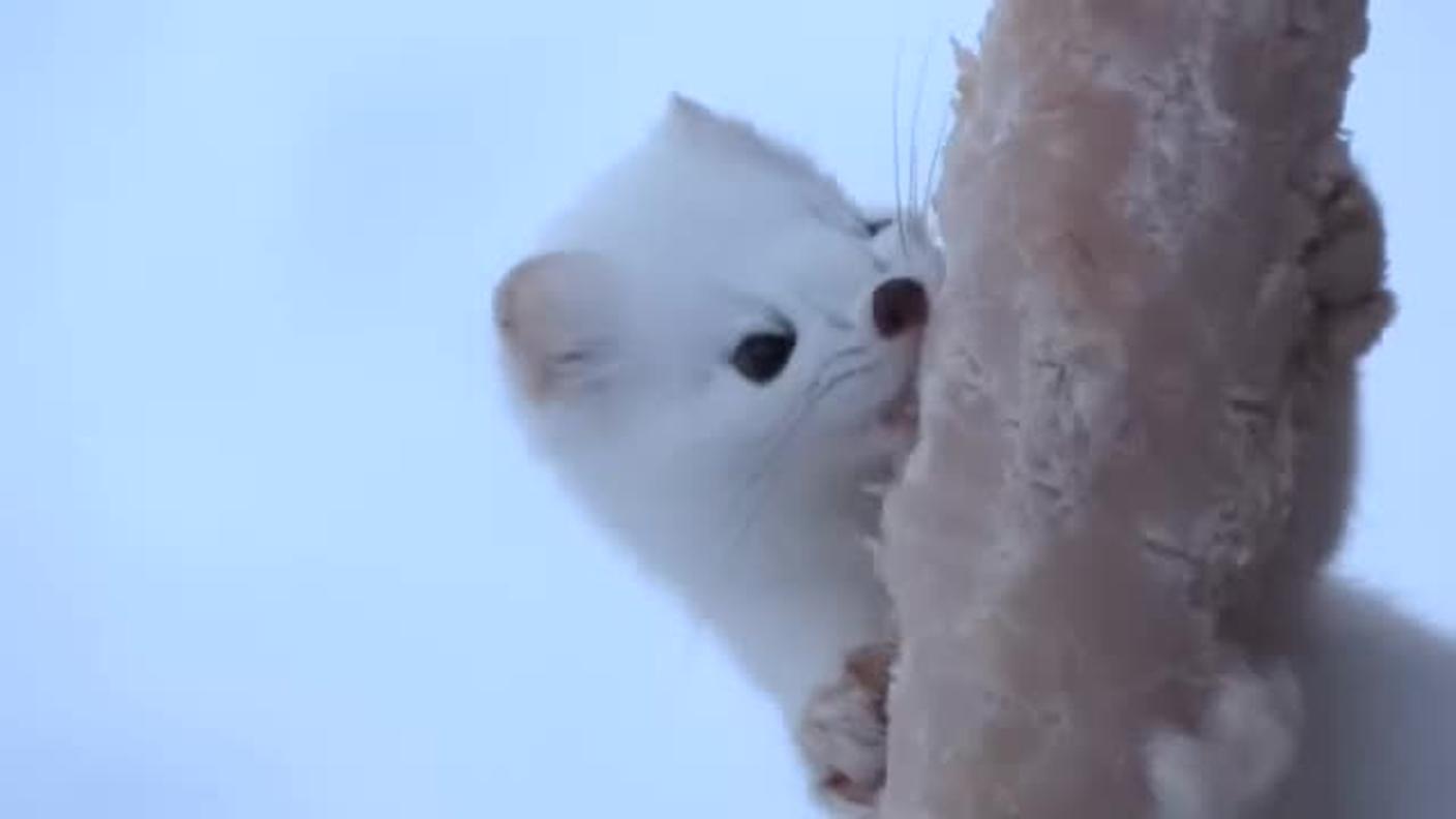 TG  [La1] 2018-01-03 20:24:38 - Ermellino animale dell'anno