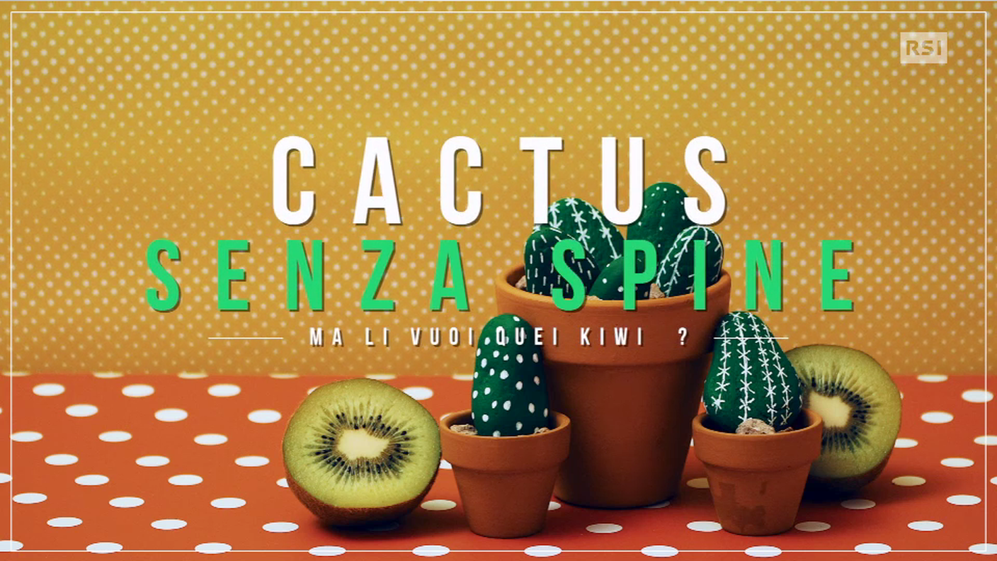 Cactus senza spine 