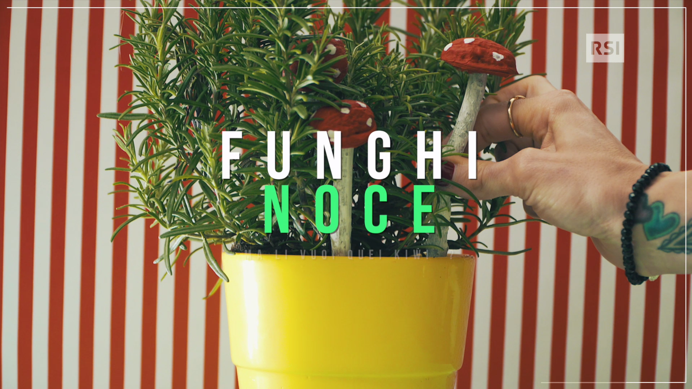 Funghi noce