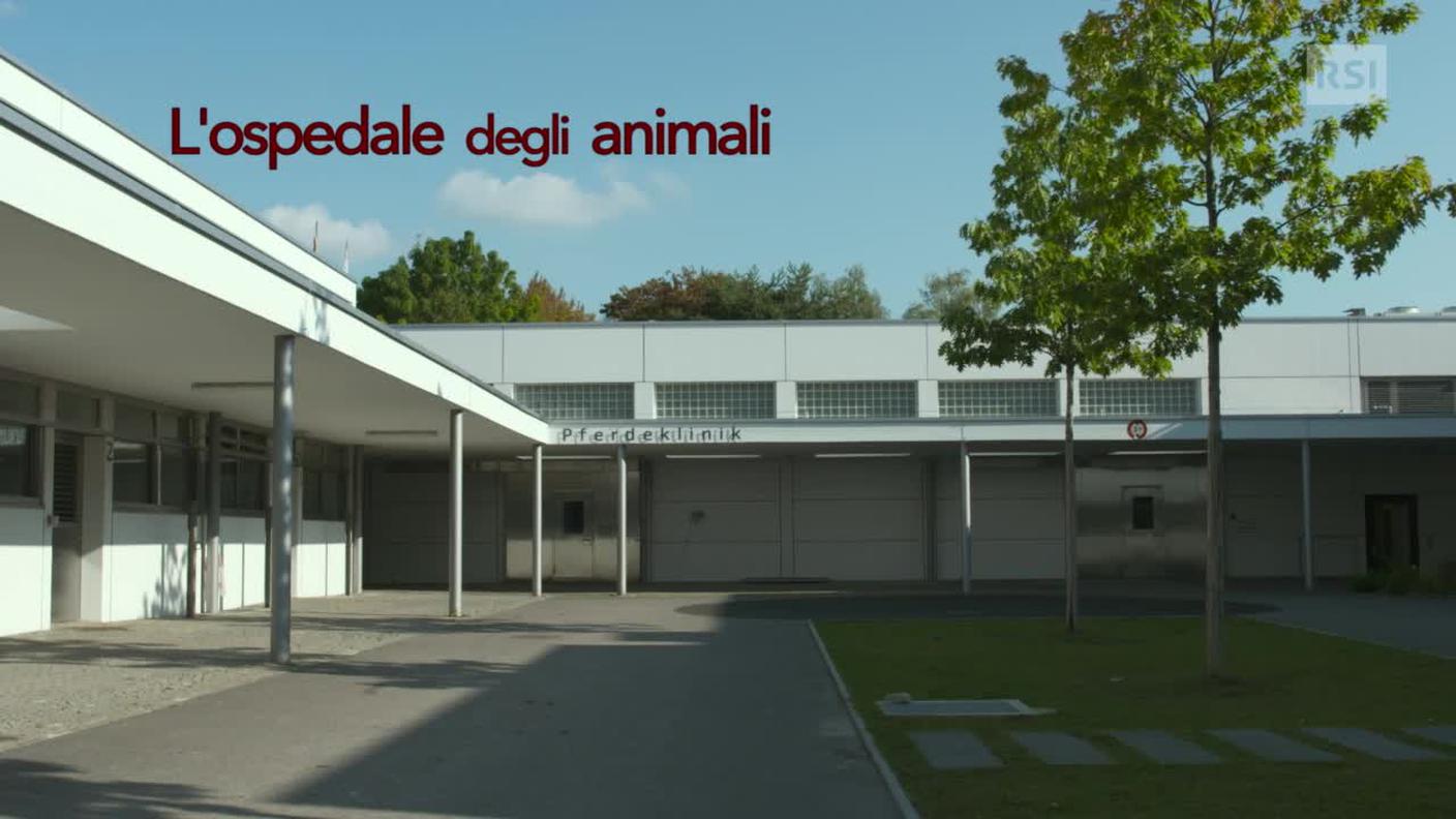 L'ospedale degli animali - doc