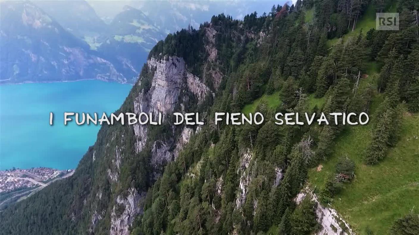 I funamboli del fieno selvatico