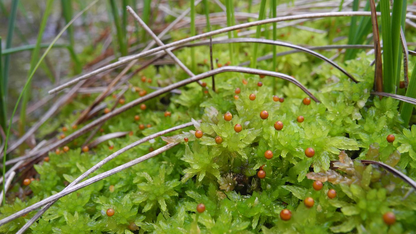 Sphganum_tenellum_ariel_bergamini.jpg