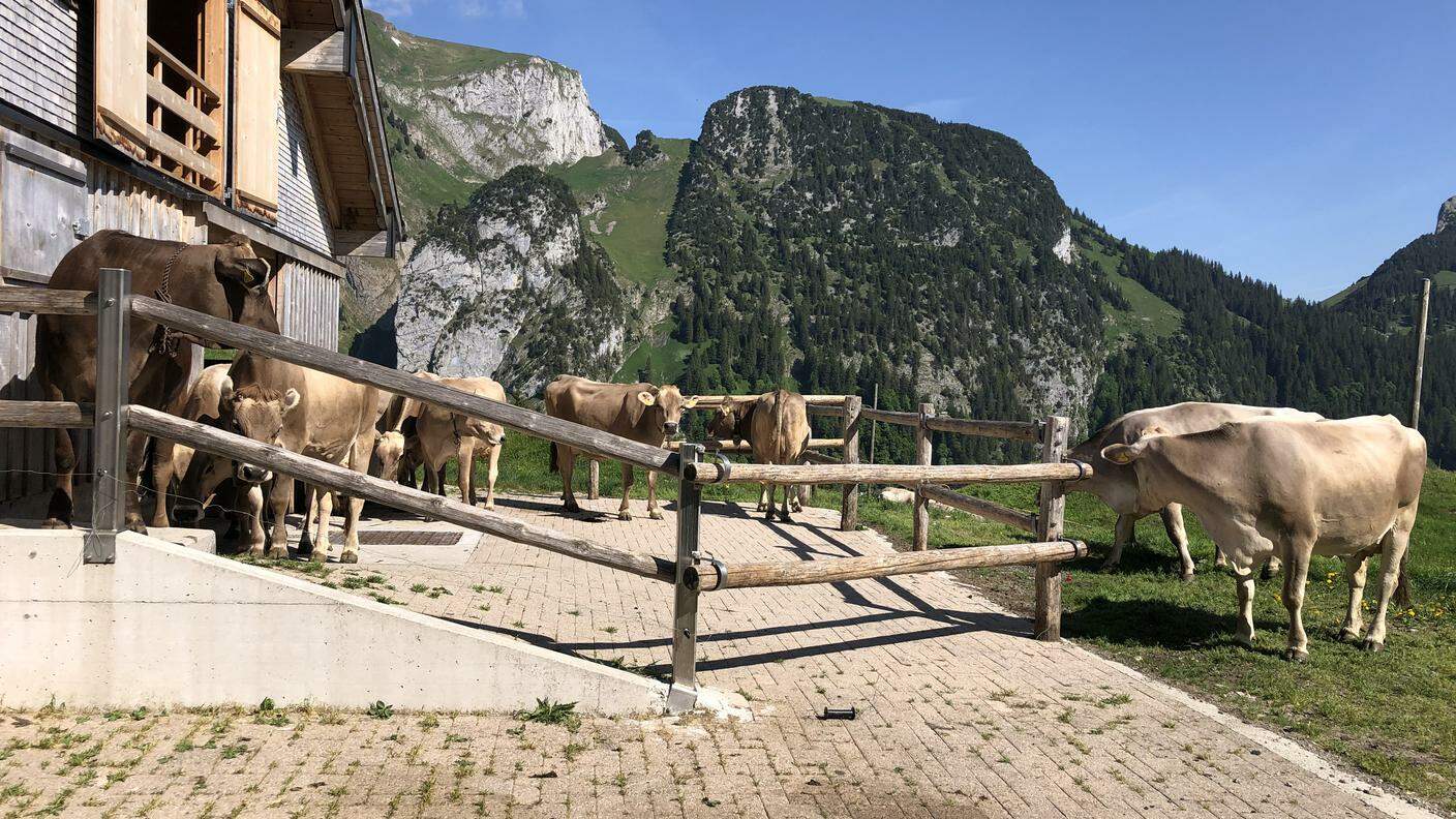 Le Alpi svizzere: episodio 1, Idillio alpino. Il 17 giugno, le mucche sono state finalmente ammesse all'alpe Furgglen