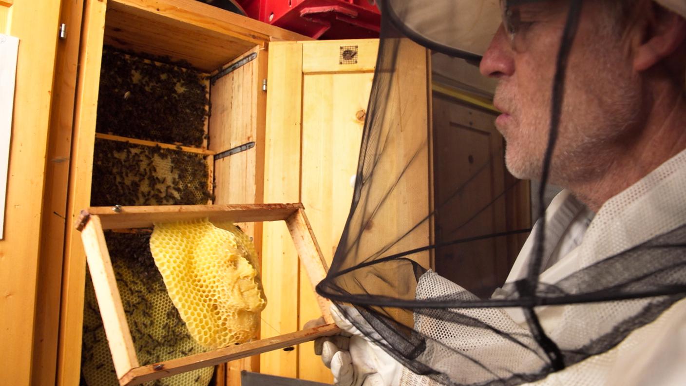 L'Avieul nair ape nera mellifera mellifera