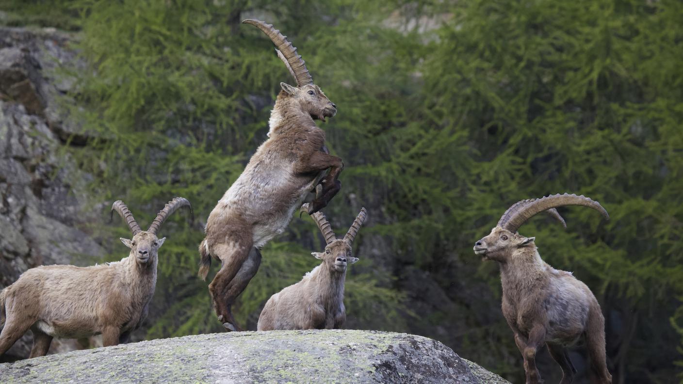 Stambecchi Parco nazionale del Gran Paradiso