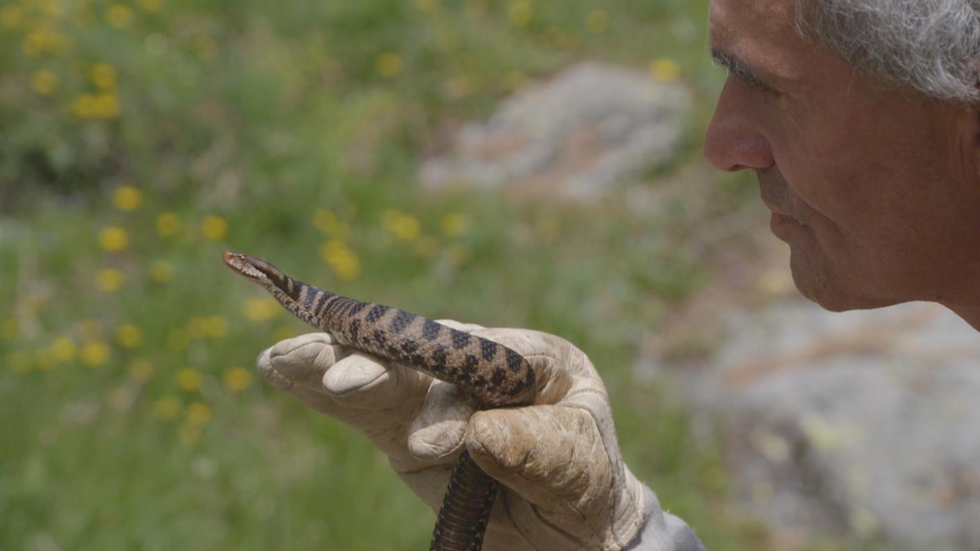 Yves Brunelli con una vipera
