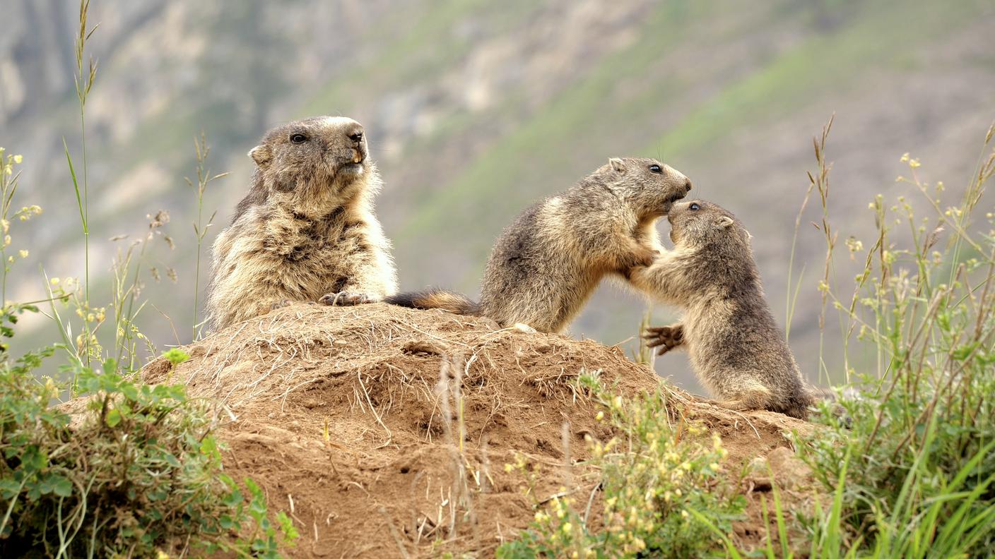 marmotte grigioni