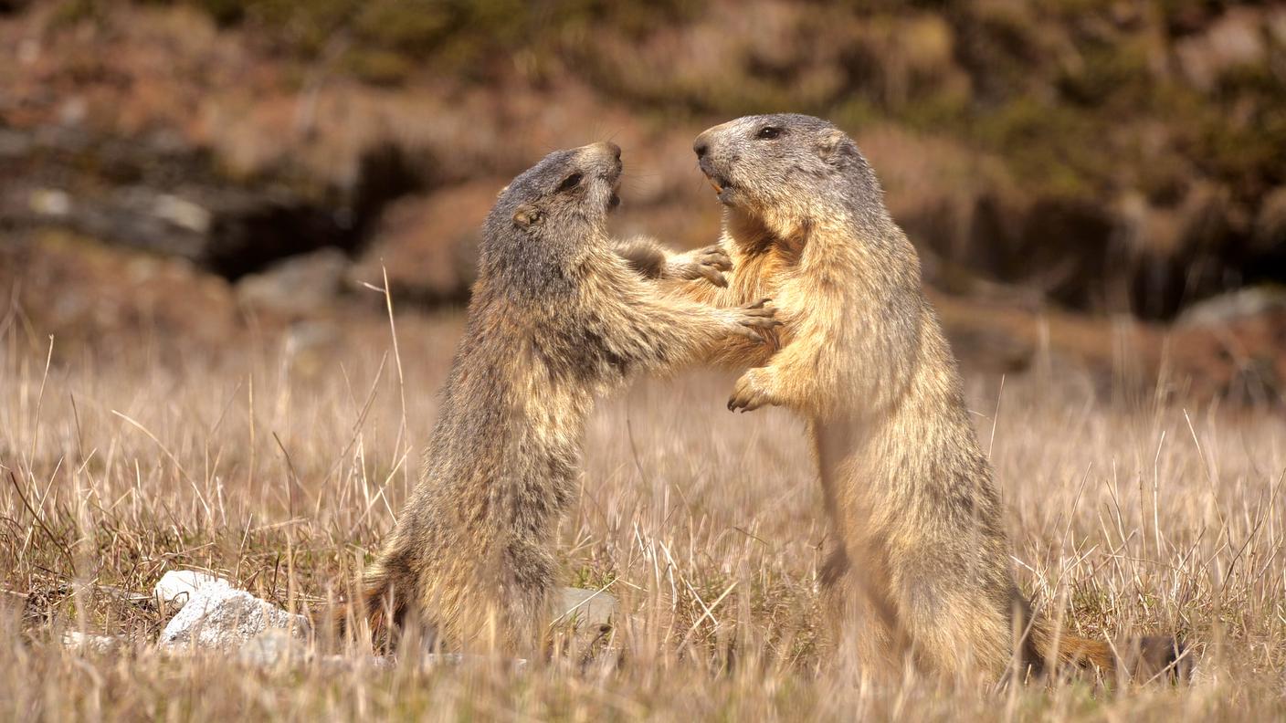 marmotte