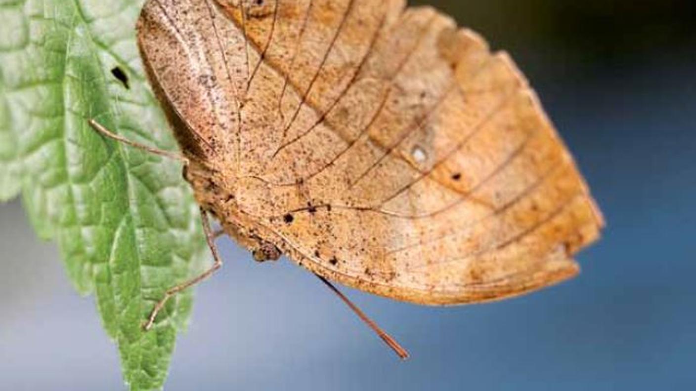 La farfalla rappresenta da sempre la trasformazione nel segno della continuità. Hermann Hesse la definiva “emblema sia dell’effimero, sia di ciò che dura in eterno”. E se liberandosi in volo porta con sé la memoria della crisalide, spesso sa anche adattarsi sorprendentemente al contesto in cui si muove.