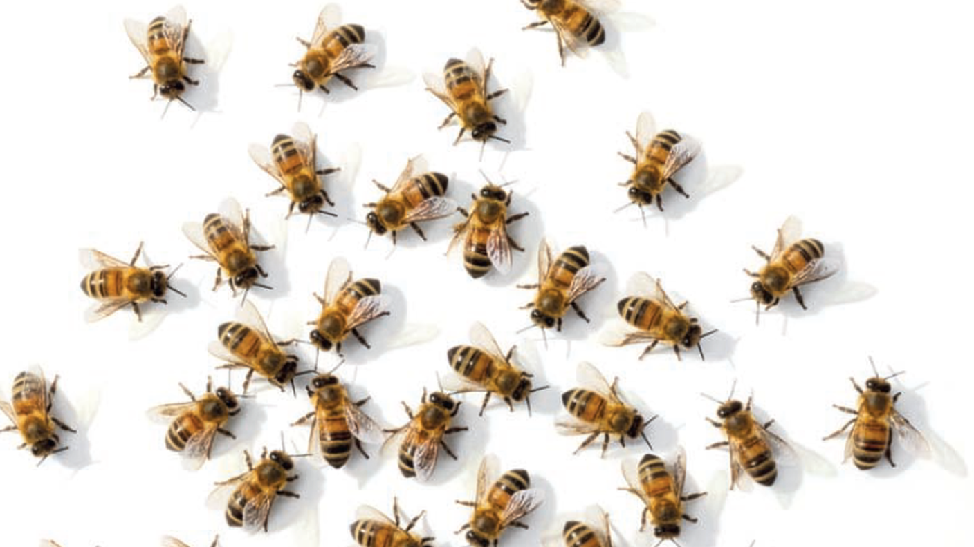 Copertina febbraio.png