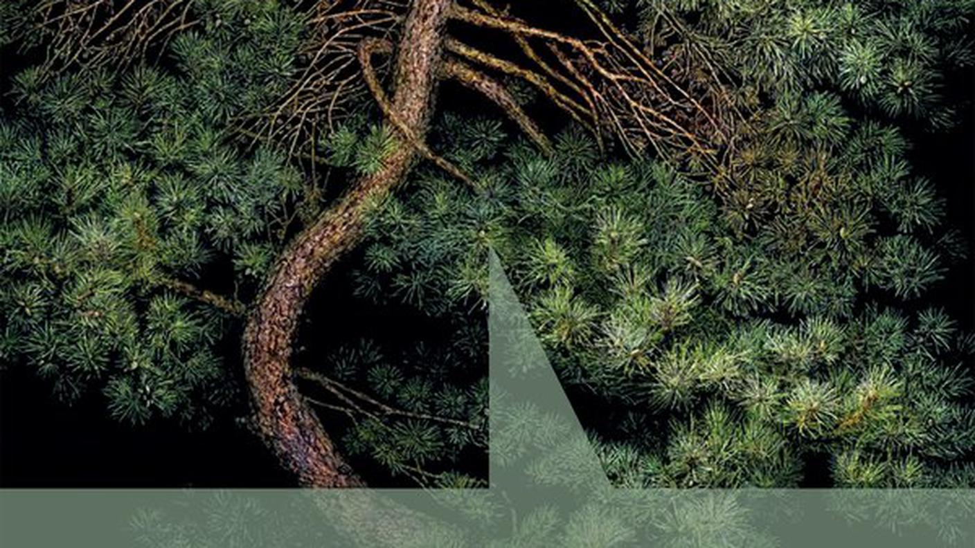“Il dio dei boschi” di Liz Moore, NNE (dettaglio di copertina)