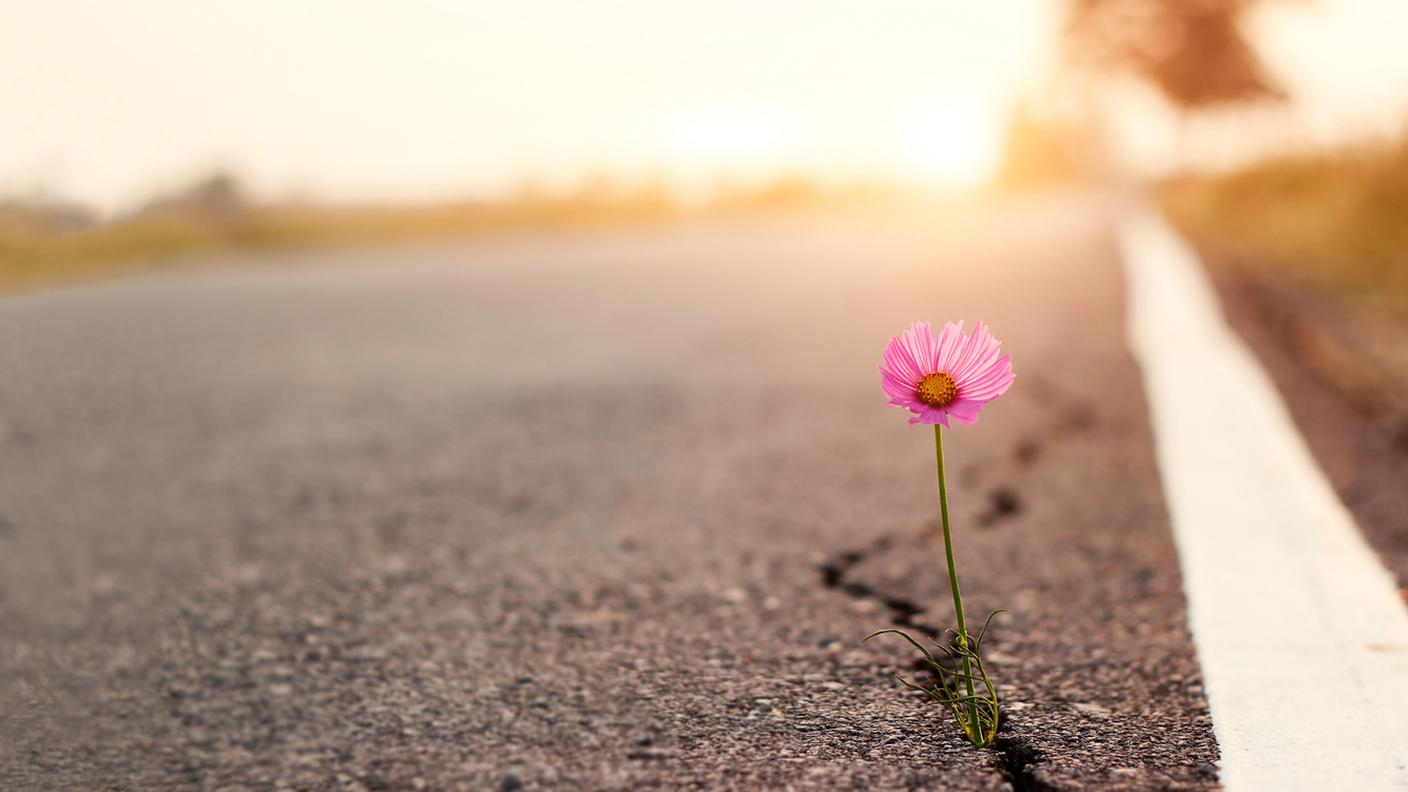 iStock-Tailandia, Speranza, Fiore, Incrinato, Calcestruzzo