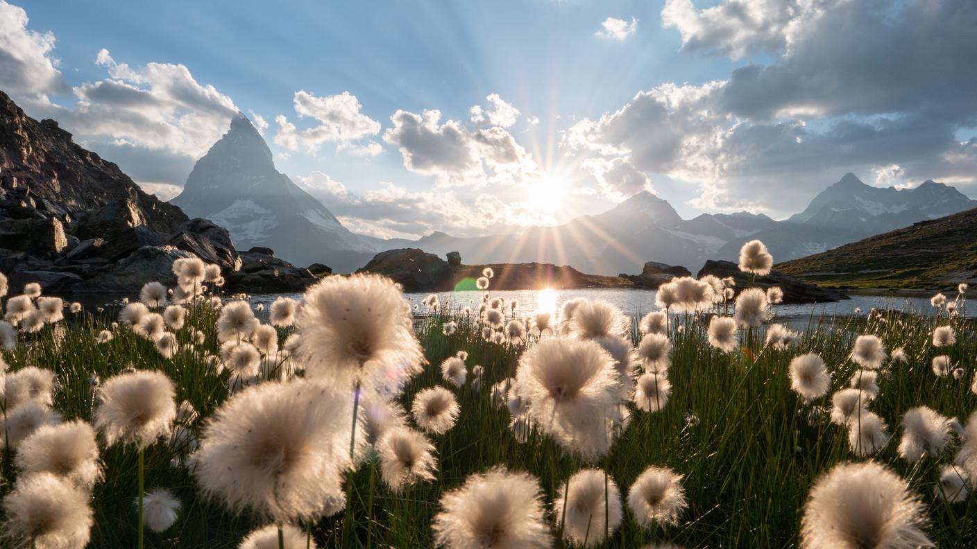 Fiori, lago alpino, cervino