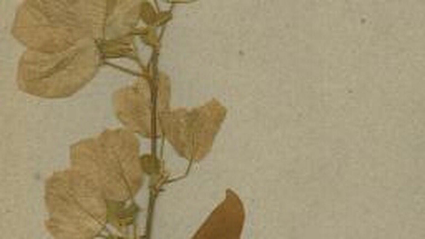 Planche voyage de Bougainville