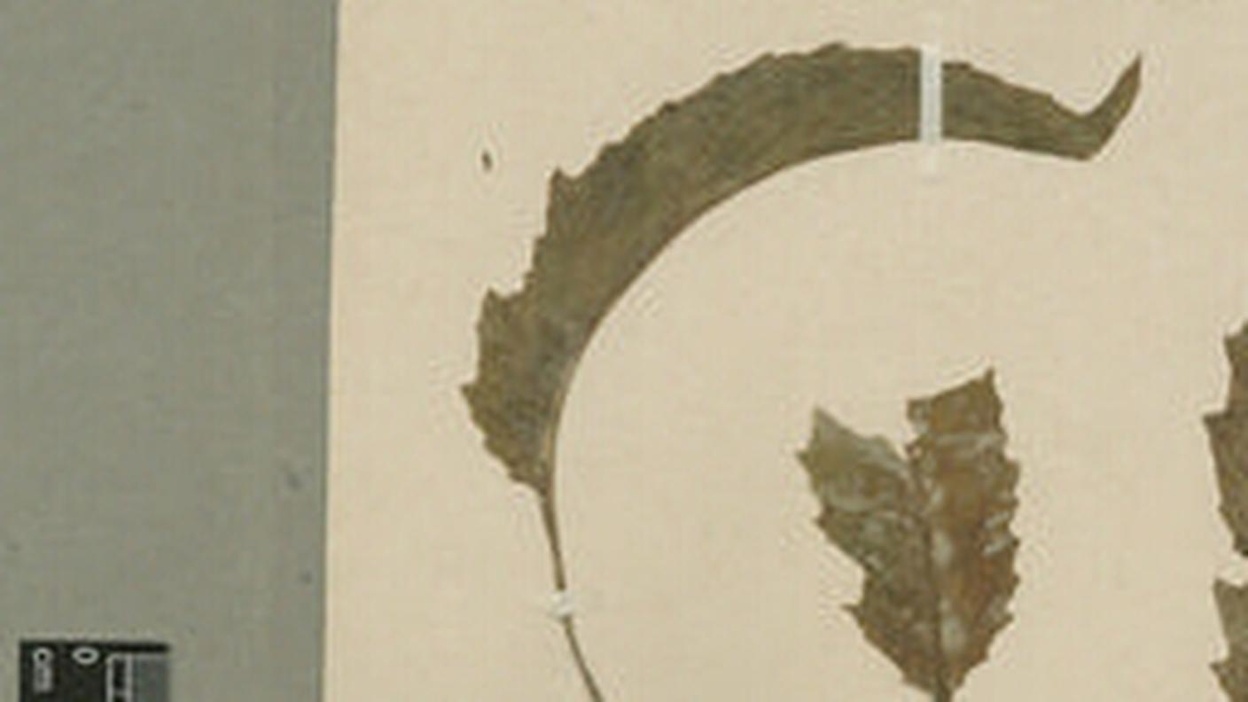 Plantes disparues Delissea undulata