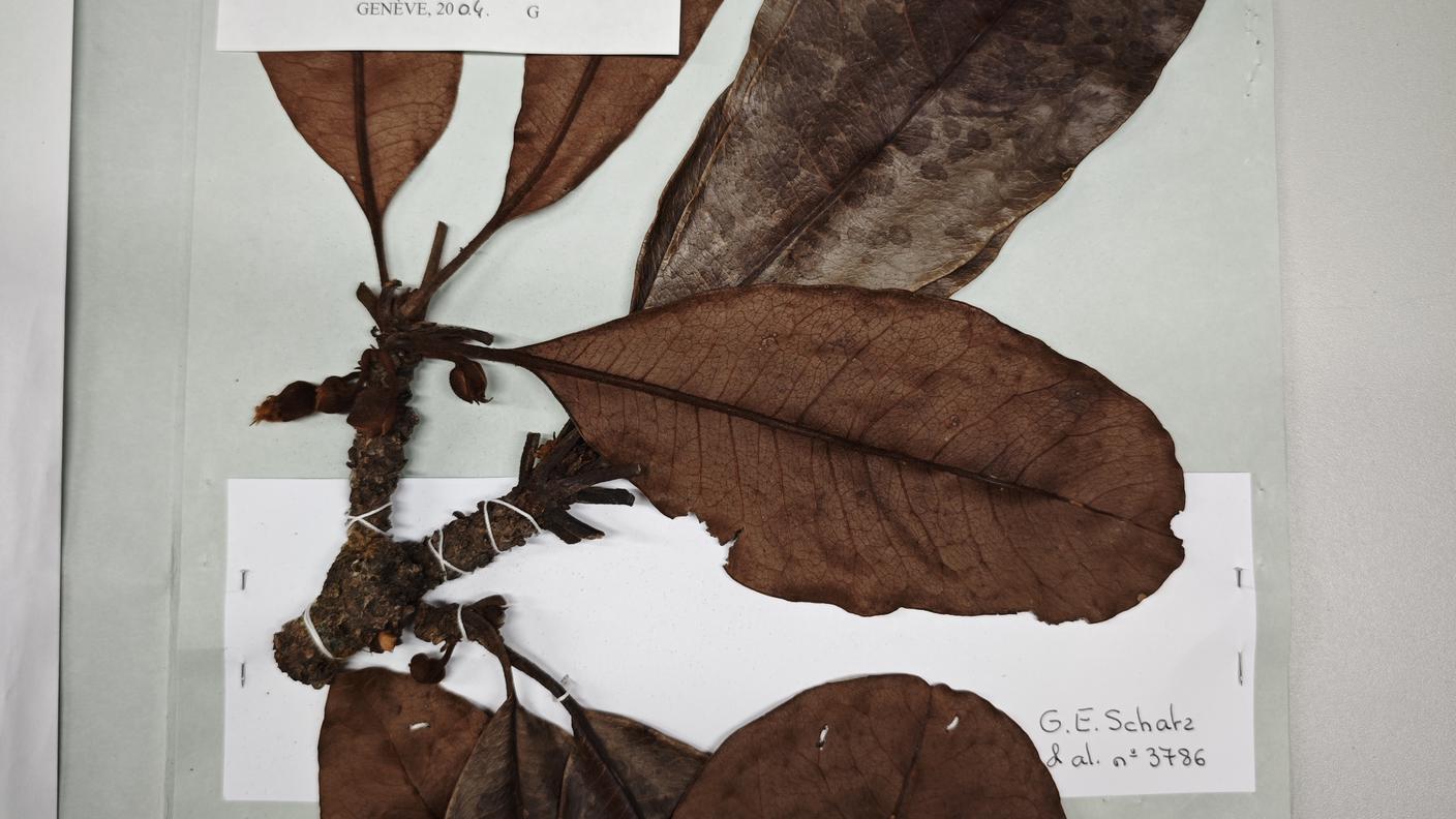 Sapotacées Madagascar